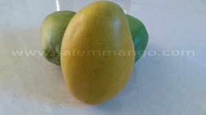 How to ripen mango naturally at Home 