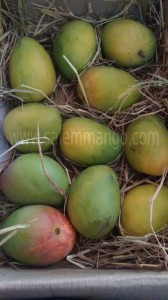 Salem Mango Customer Support Desk 