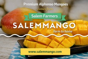 Where to buy best original Alphonso mango ?