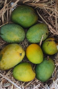 Best place to buy Organic Mangoes online India