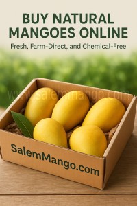 Buy natural mangoes Online in India | Chennai