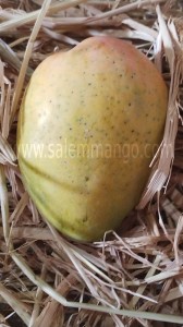 Buy Mangoes online Pune | Naturally ripen 