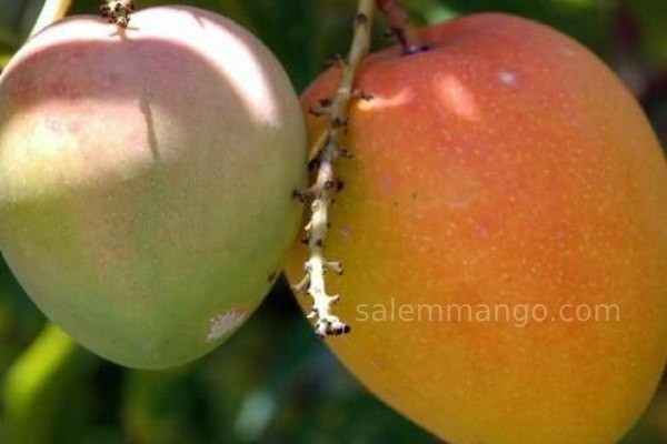 Salem Alphonso Mango