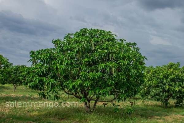 Salem Alphonso Mango