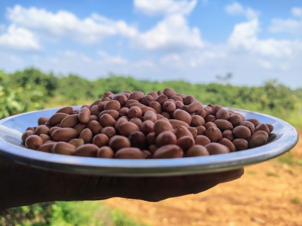 Groundnut