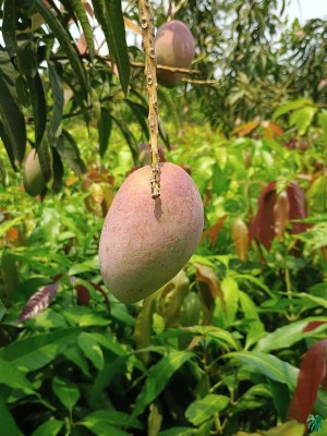 Miyazaki Mango