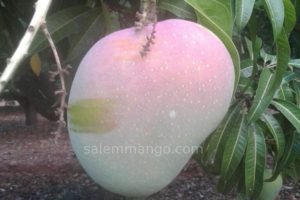 Premium Salem Alphonso