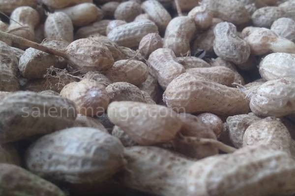Pure Groundnut Oil