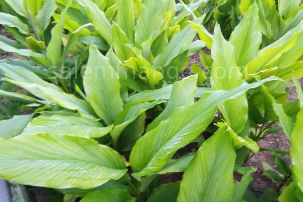 Salem Turmeric Powder