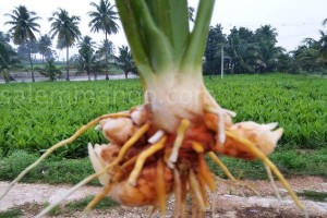 Salem Turmeric Powder