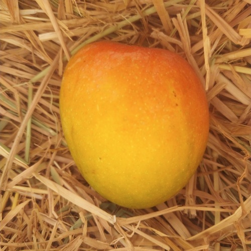 Salem Alphonso Mango / Hapus