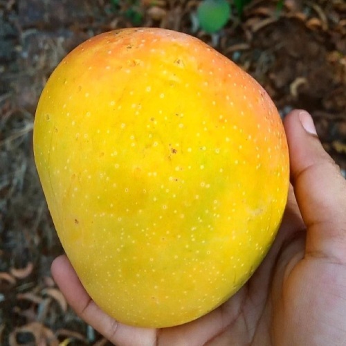 Premium Salem Alphonso / Hapus Mango