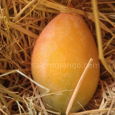Kilimooku / Totapuri Mango