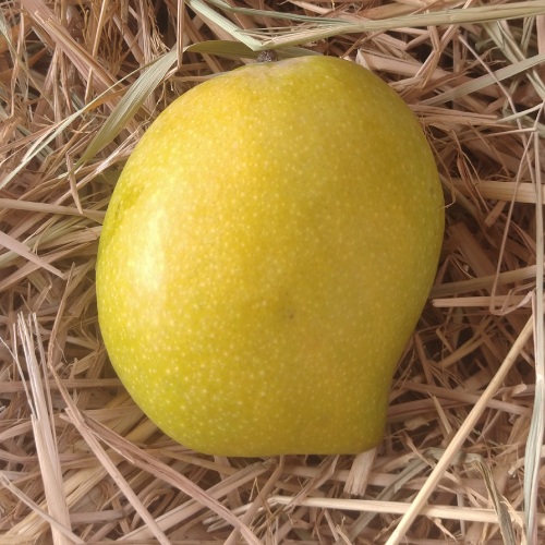 Salem Bangalora / Bengalura Mango