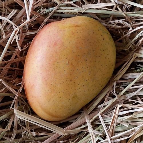 Banganapalli Mango