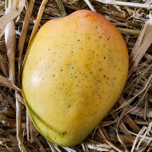 Premium Banganapalli / Safeda Mango
