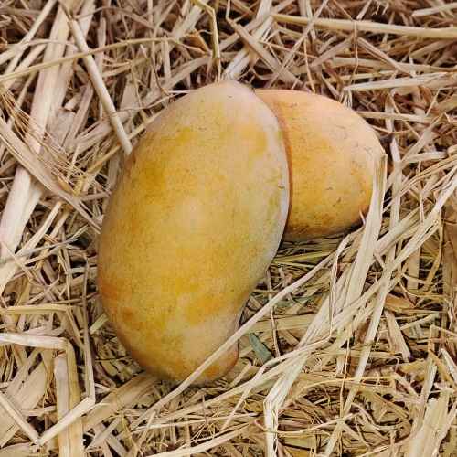Chinna Rasalu Mango
