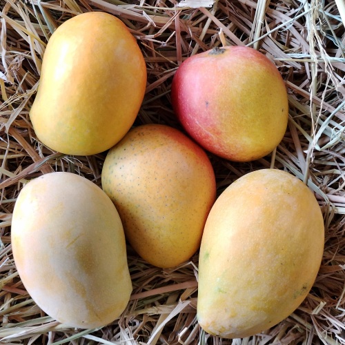 Combo Pack Mango