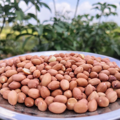 Groundnut / Peanut / Nilakadalai