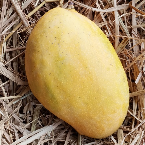 Premium Imam Pasand / Himayat Mango