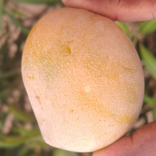 Kalapadi Mango