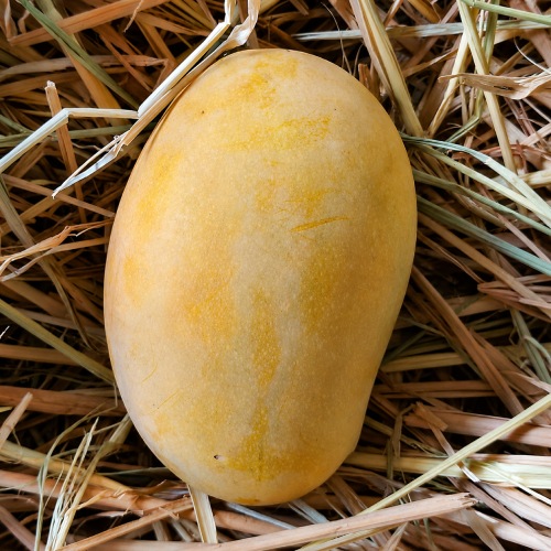 Mallika Mango