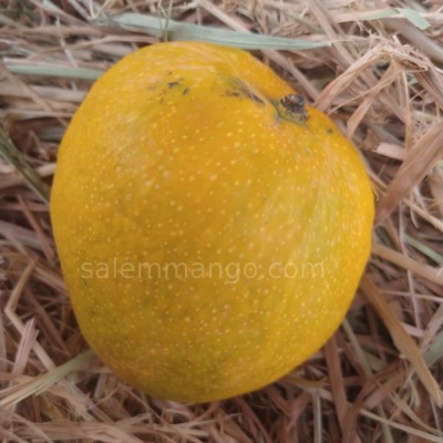 Malgova / Malgoa Mango