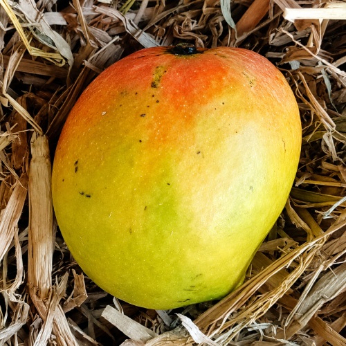 Nadusalai / Pether / Raspuri Mango