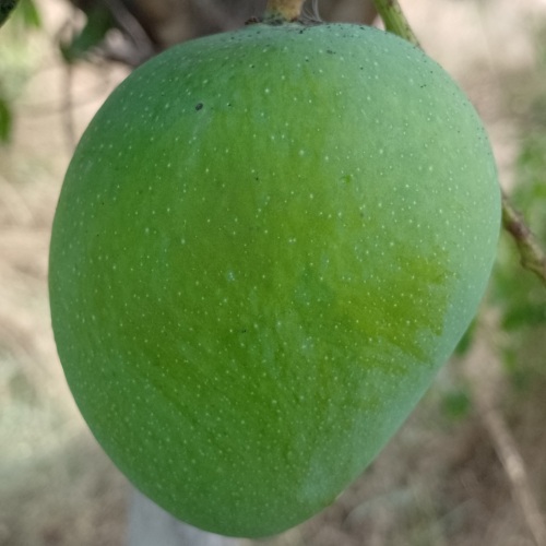 Avakai Pickle Mango