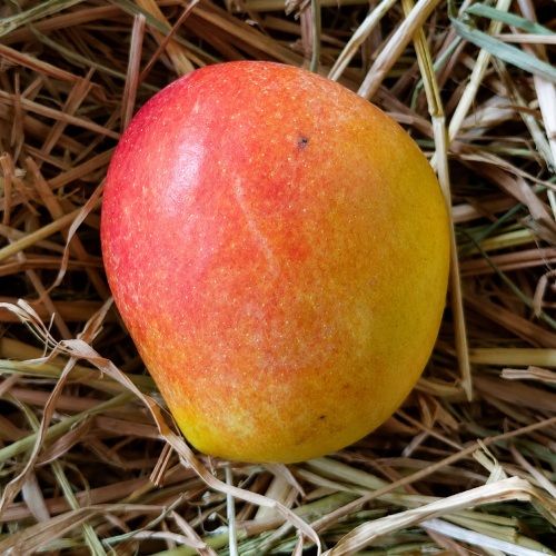 Sindhura Mango