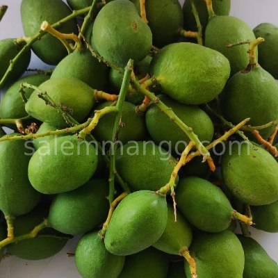 Gundu Vadu Mango